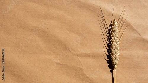 Dry wheat stalk shadow on weathered brown kraft paper with deep focus