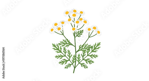 Hand Drawn Illustration of Feverfew Herb with White Flowers and Green Leaves