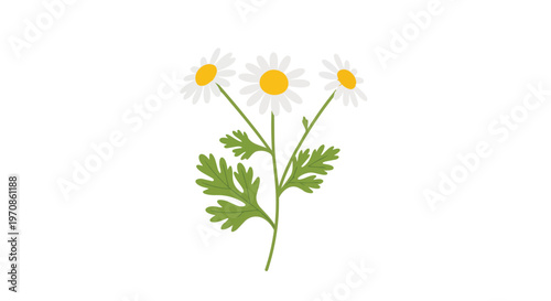 Hand Drawn Illustration of Chamomile Flowers with Green Leaves