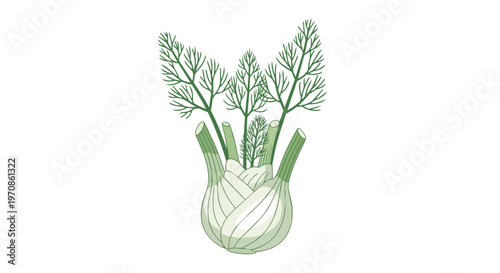 Fresh Fennel Bulb with Green Fronds Isolated on White Background