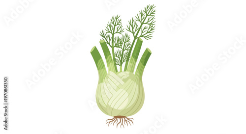 Fresh Fennel Bulb with Green Stalks and Fronds Isolated Illustration