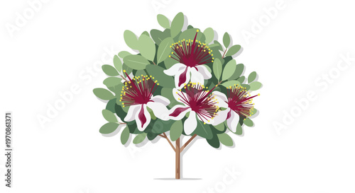 Feijoa sellowiana shrub with blooming white and red flowers