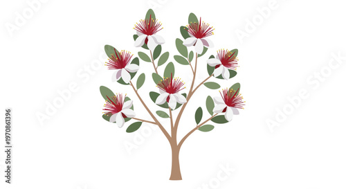 Illustration of a Feijoa Tree with White and Red Flowers on White Background