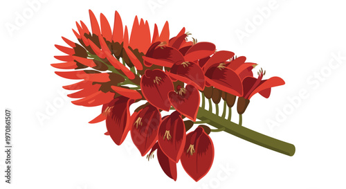 Vibrant Red Erythrina Flower Cluster Isolated on White Background