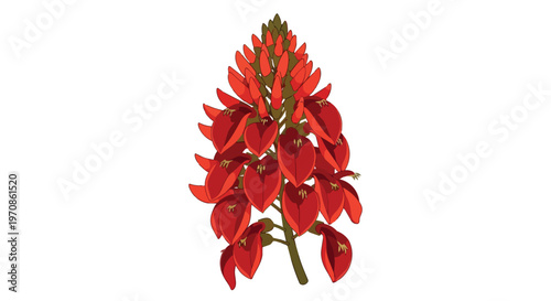Vibrant Red Coral Tree Flower Illustration Isolated on White Background