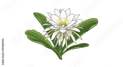 Beautiful Epiphyllum Oxypetalum Flower Illustration