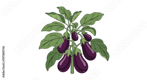Illustration of a Fresh Eggplant Plant with Ripe Purple Vegetables and Green Leaves