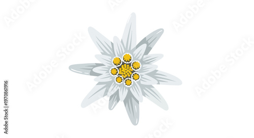 Edelweiss Flower Illustration Isolated on White Background