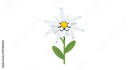 Edelweiss Flower Vector Illustration Isolated on White Background
