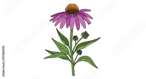 Hand Drawn Illustration of Purple Coneflower Echinacea Plant