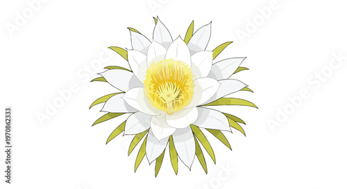 Beautiful Dragon Fruit Flower Illustration Isolated on White Background