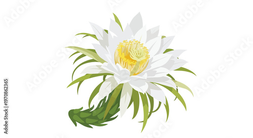 Beautiful Dragon Fruit Flower Illustration Isolated on White Background