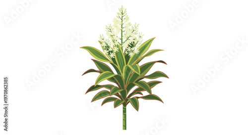 Illustration of a Dracaena Fragans Plant with White Flowers