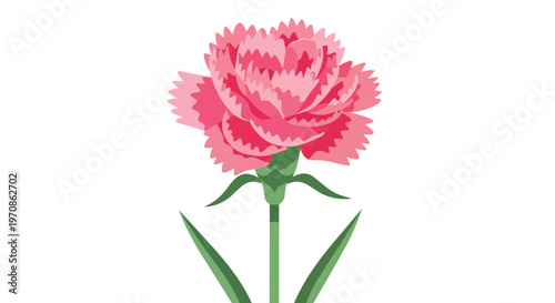 Pink Carnation Flower Illustration Isolated on White Background