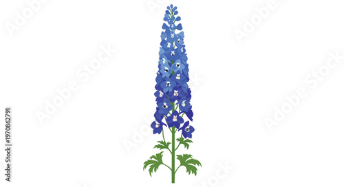 Beautiful Blue Delphinium Flower Illustration Isolated on White Background