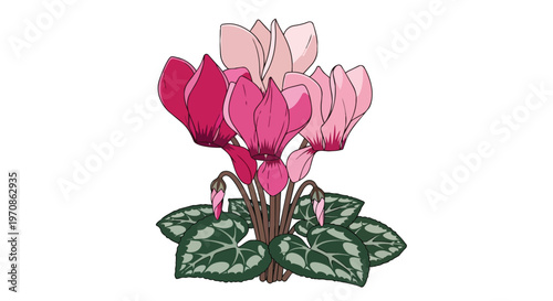Illustration of Pink Cyclamen Flowers with Variegated Leaves