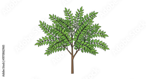 Illustration of a single green deciduous tree with detailed leaves isolated on white background