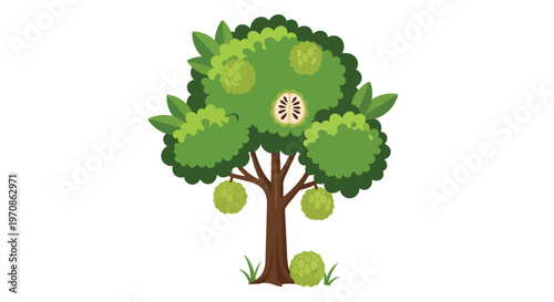 Sugar Apple Tree Illustration with Ripe Custard Apple Fruits