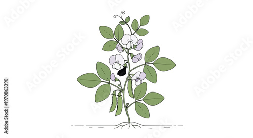 Illustration of a pea plant with flowers and pods