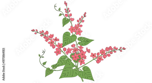 Hand Drawn Illustration of Antigonon Leptopus Coral Vine Flowers