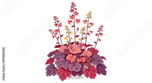 Heuchera Plant Illustration with Colorful Foliage and Floral Spikes