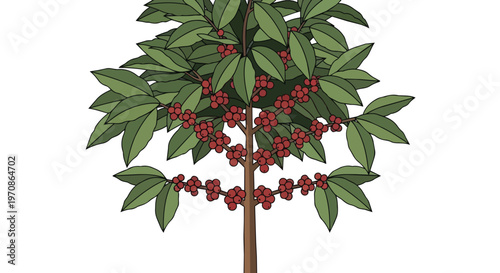 Illustration of a Coffee Tree with Ripe Red Coffee Cherries