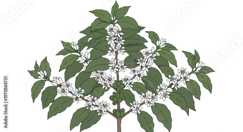 Illustration of a Coffee Plant with White Blossoms and Green Berries