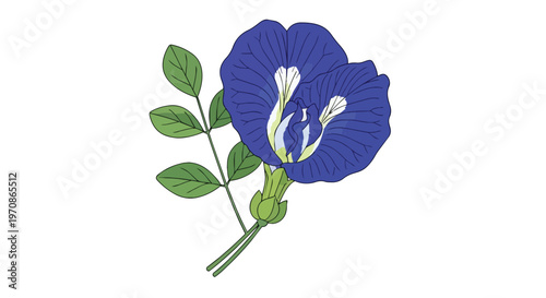 Hand Drawn Illustration of Clitoria Ternatea Butterfly Pea Flower