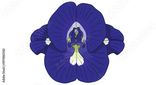 Beautiful Blue Butterfly Pea Flower Illustration