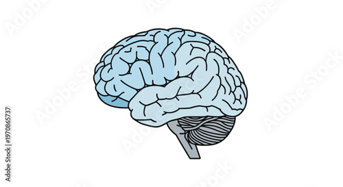 A detailed illustration of a human brain, showing its gyri, sulci, cerebellum, and brainstem, is depicted in light blue.