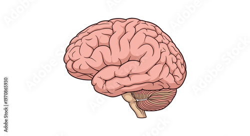 A detailed illustration of a human brain in side profile is rendered with pinkish-tan coloring and clear anatomical structures on a white background.