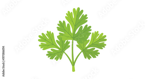 Fresh Green Cilantro Leaf Isolated on White Background