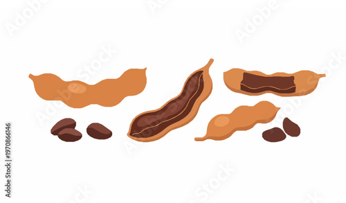 Tamarind fruit pods and seeds flat cartoon vector icon set isolated on white background for food design