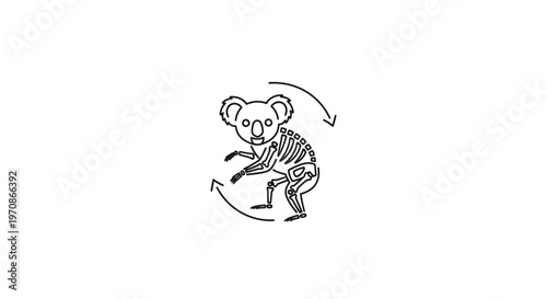 Koala Skeleton Anatomy Illustration with Circular Arrows, Medical Science Concept