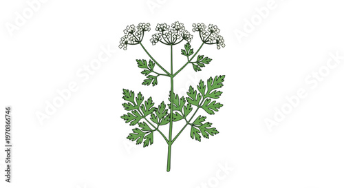 Botanical Illustration of Poison Hemlock Plant with White Flowers