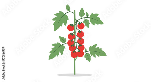 Flat Vector Illustration of a Tomato Plant with Red Ripe Tomatoes and Green Leaves