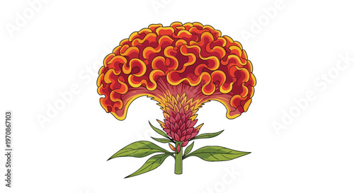 Vibrant Celosia Cristata Cockscomb Flower Illustration