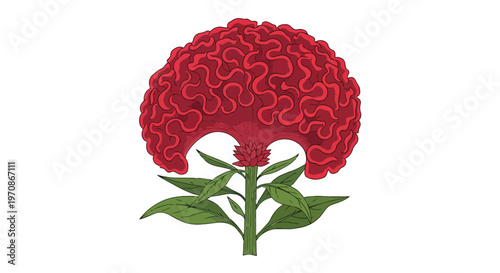Illustration of a Vibrant Red Celosia Cristata Flower on White Background