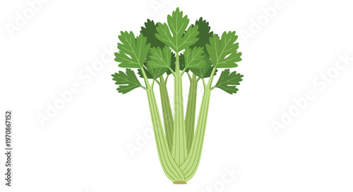Fresh Celery Stalks Illustration on White Background