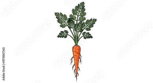 Fresh Orange Carrot with Green Leaves Isolated on White Background