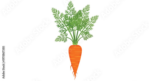 Fresh Orange Carrot Vegetable with Green Leaves Isolated on White Background