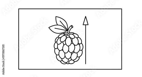 Hand Drawn Illustration of a Custard Apple Fruit with Stem and Leaves, Arrow Symbol