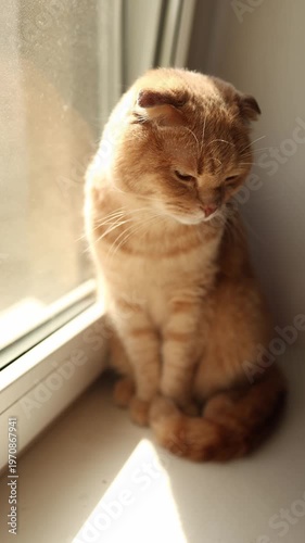 A cat with orange fur is sitting by the window. Sunlight shines through the glass. The cat looks outside, curious about the world beyond.