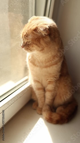 A cat with orange fur is sitting by the window. Sunlight shines through the glass. The cat looks outside, curious about the world beyond.