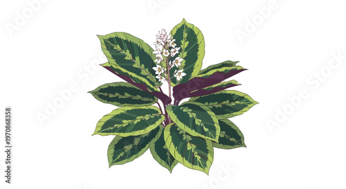 Botanical Illustration of a Calathea Plant with Variegated Leaves and White Flowers