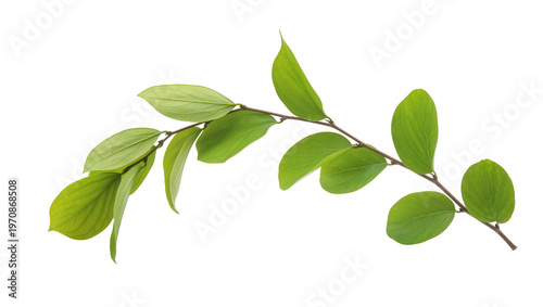 Obraz na plátne Vibrant green branch displaying multiple oval leaves, elegantly curving towards