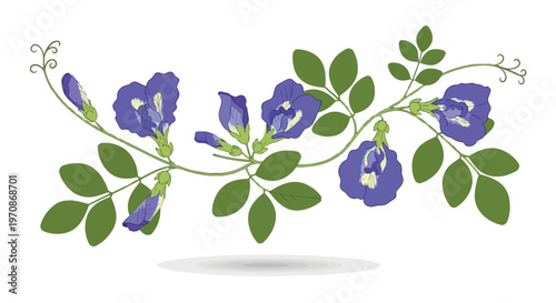 Beautiful Butterfly Pea Flower Vine Illustration
