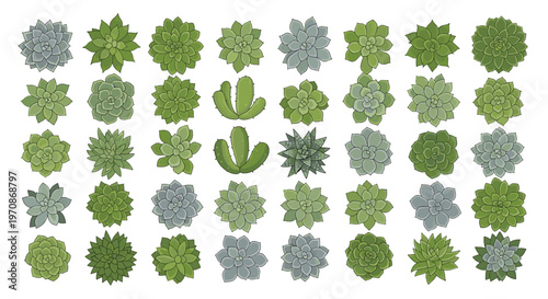 A top-down view of 48 green and grey-green succulent plants and two cacti is arranged on a white background.