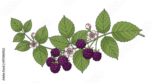 Hand Drawn Illustration of Blackberry Branch with Berries and Flowers