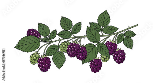 Hand Drawn Illustration of Ripe and Unripe Blackberries on a Branch